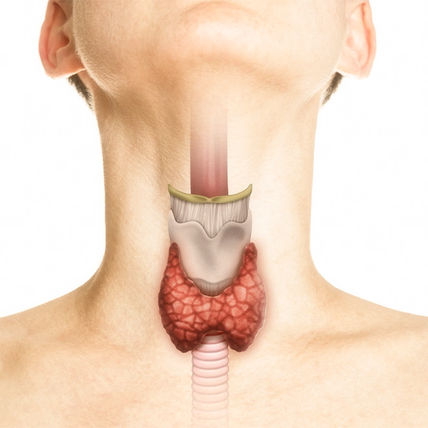 The Thyroid Tale